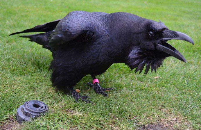 Большая чёрная птица