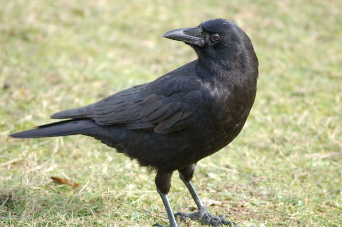 Ворона с голубыми глазами