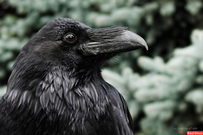 Корвус Коракс птица