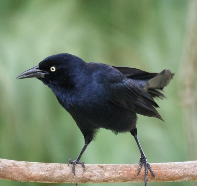 Корвус Коракс ворон