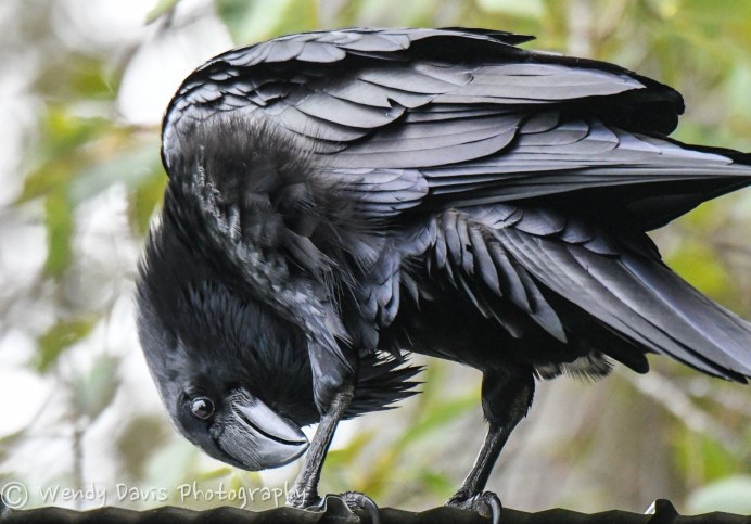 Черная птица