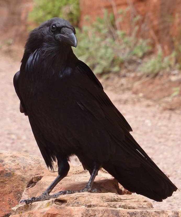 Ворон обыкновенныи