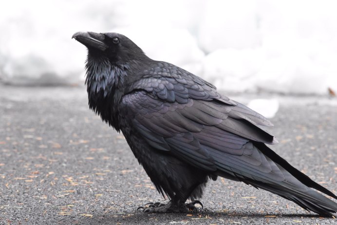 Обыкновенный ворон птица