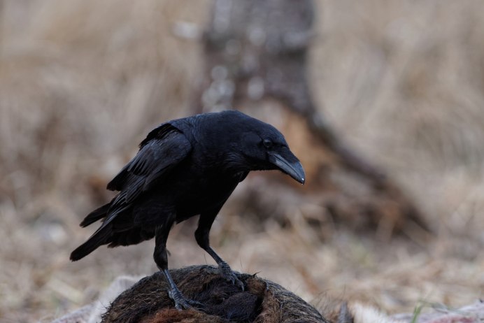 Североамериканский ворон