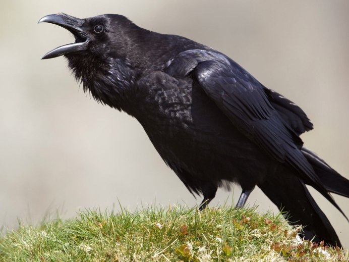 Птенец Грача