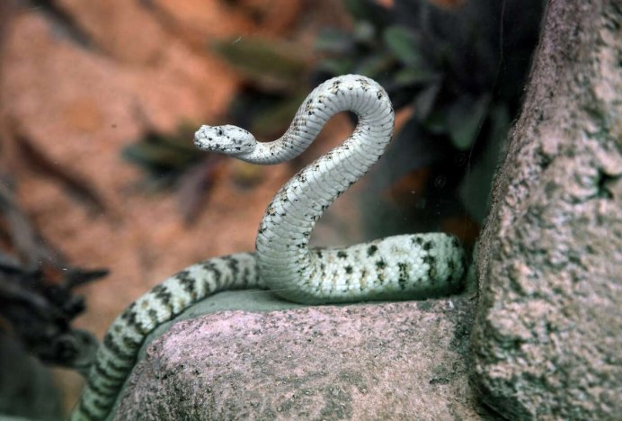 Королевская змея Калифорнийская Albino