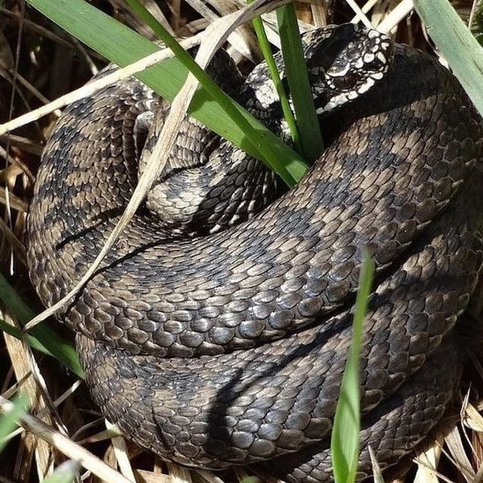Гюрза Vipera lebetina
