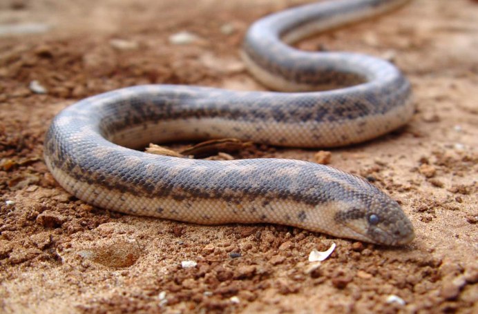 Eastern Diamondback