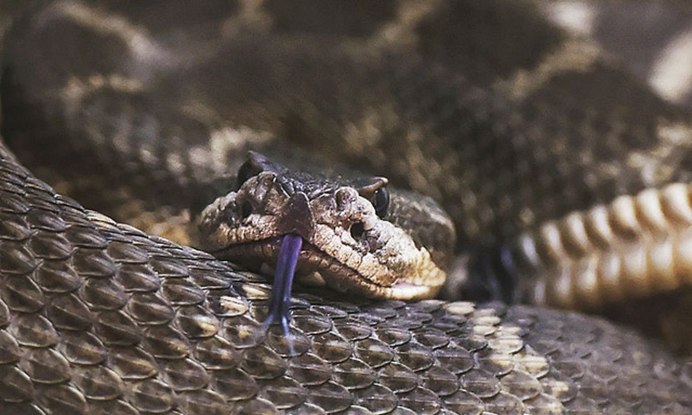 Eastern Diamondback Rattlesnake