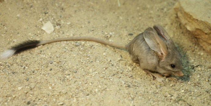 Phyllotis xanthopygus rupestris