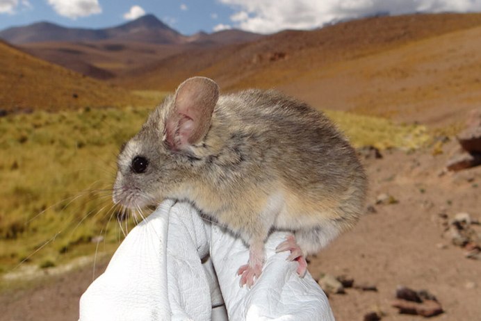 Хомячок серый (Cricetulus migratorius)