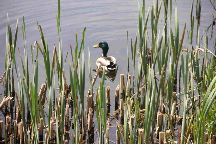 Камышница Gallinula chloropus