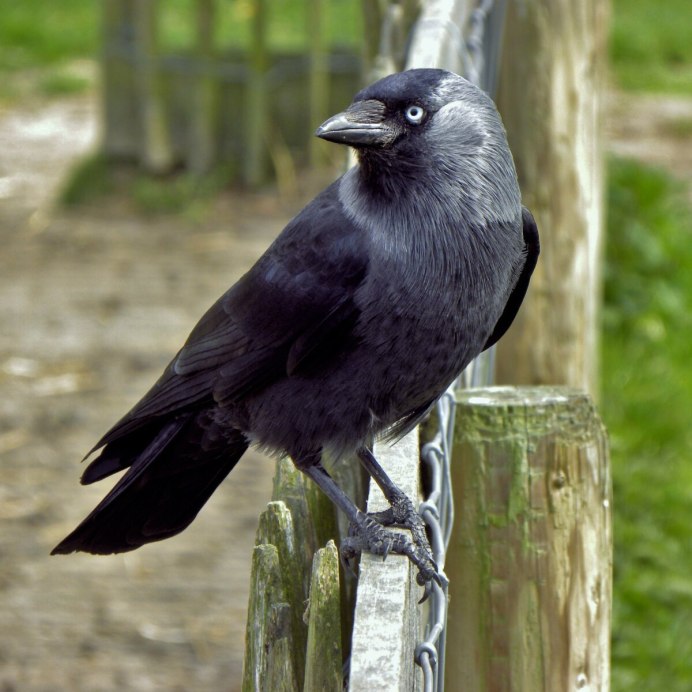 Галка обыкновенная ‒ Corvus monedula
