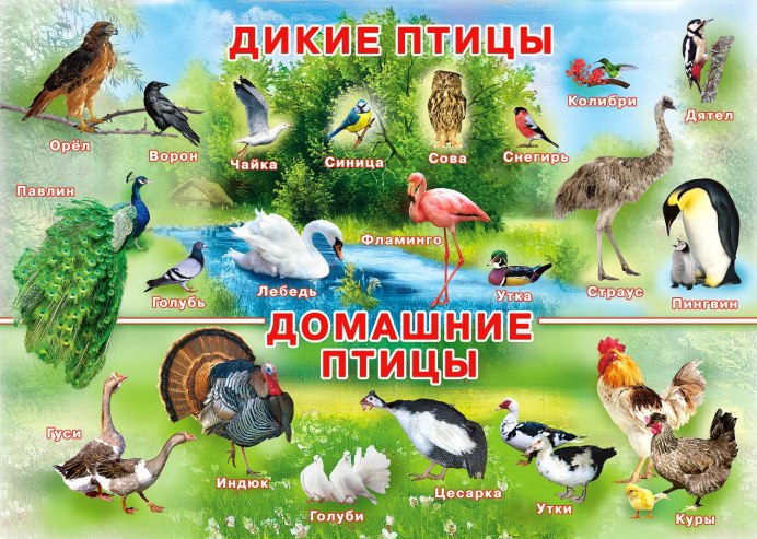Дикие и домашние птицы