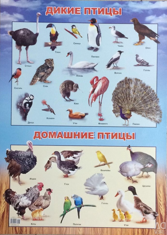 Дикие и домашние птицы