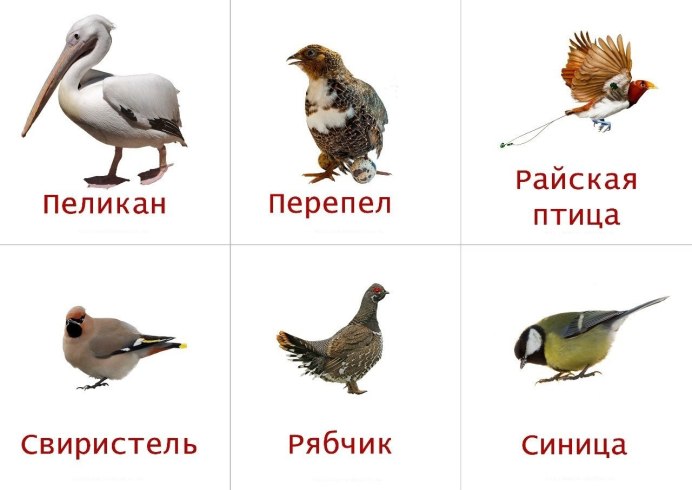 Птицы карточки для малышей
