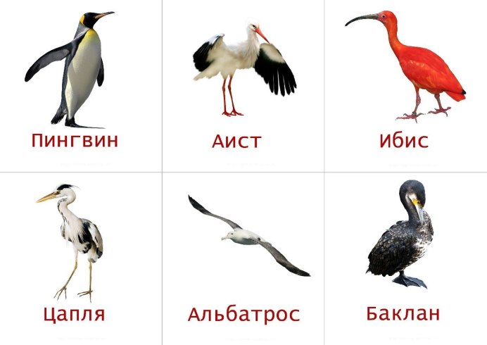 Перелётные птицы карточки с названиями для детей