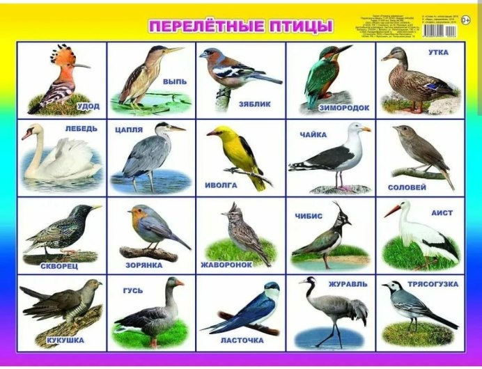 Перелетные птицы России для детей