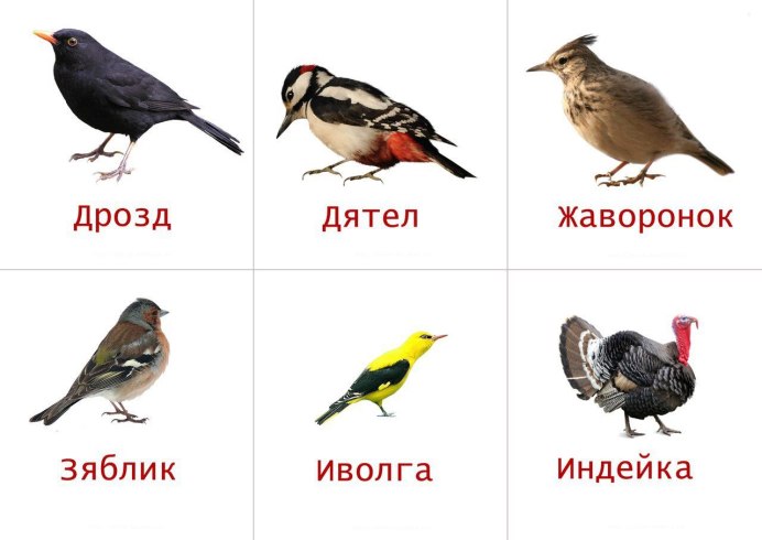 Перелетные птицы карточки для детей