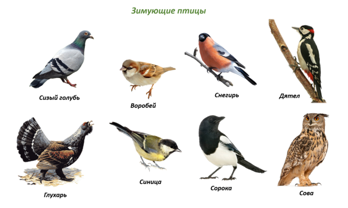 Зимующие птицы ворона, Снегирь, синица, Воробей