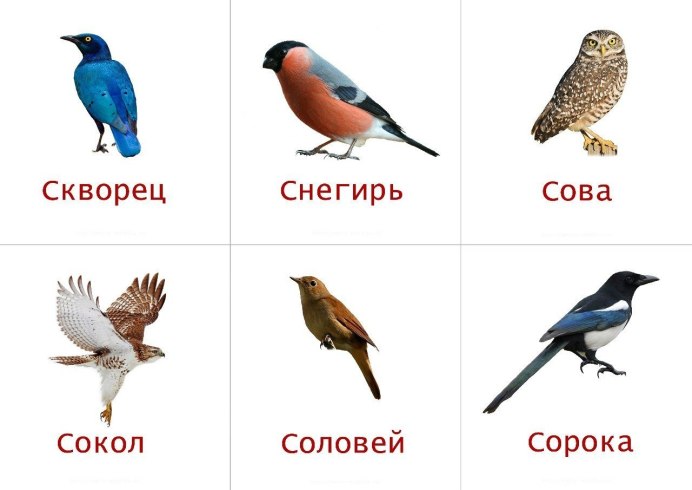 Карточки перелетные и зимующие птицы для детей