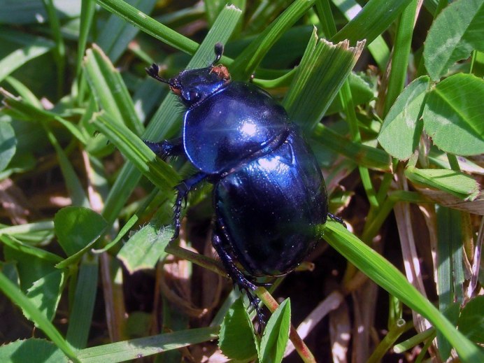 Meloe violaceus