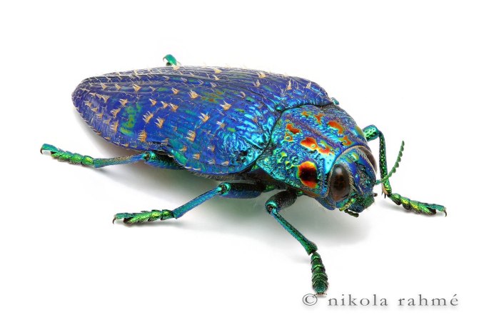 Жук Callidium violaceum