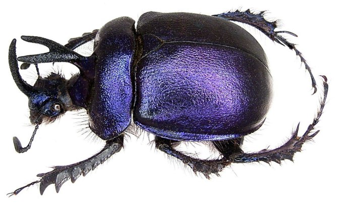 Синий Жук Meloe violaceus