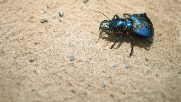 Cryptocephalus sericeus