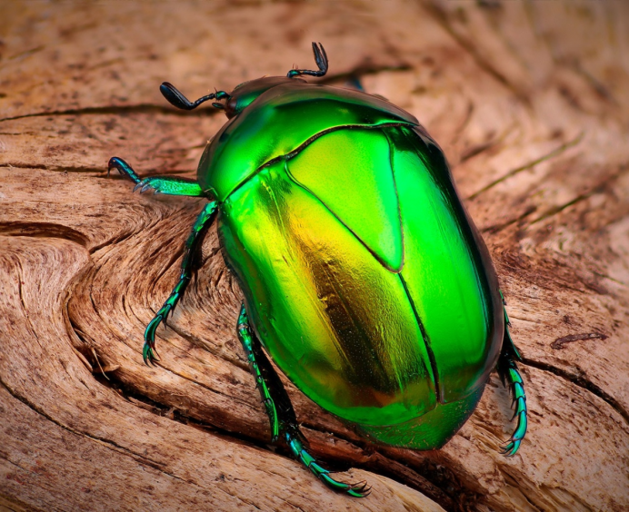 Beetle insect Bug