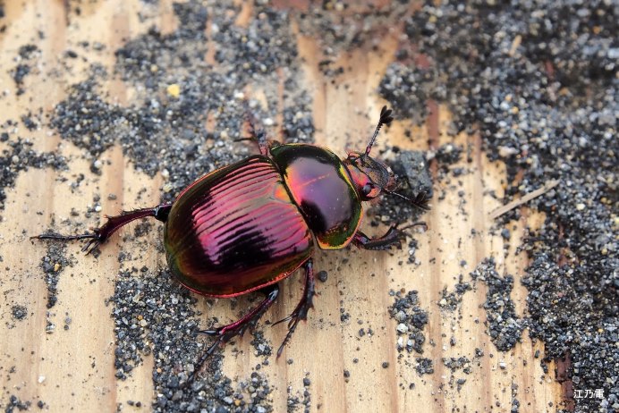Жук Callidium violaceum