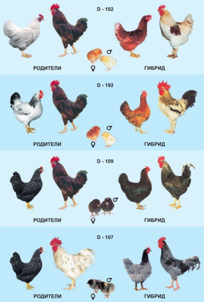 Петух Доминант Суссекс
