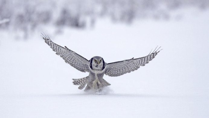 Ястреб - тетеревятник (Accipiter gentilis)