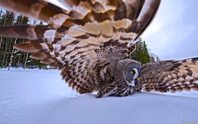 Accipiter nisus перепелятник