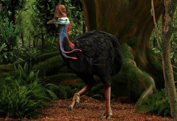 Casuarius casuarius