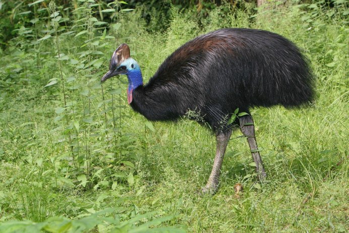 Оранжевошейный казуар