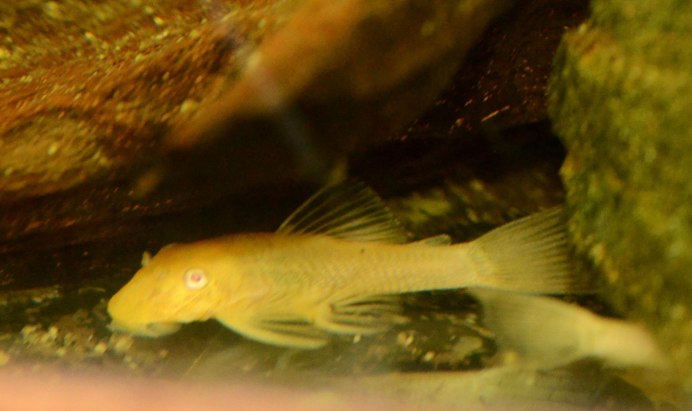 Bristlenose Pleco