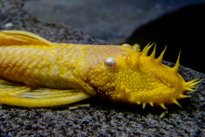 Bristlenose Plecostomus