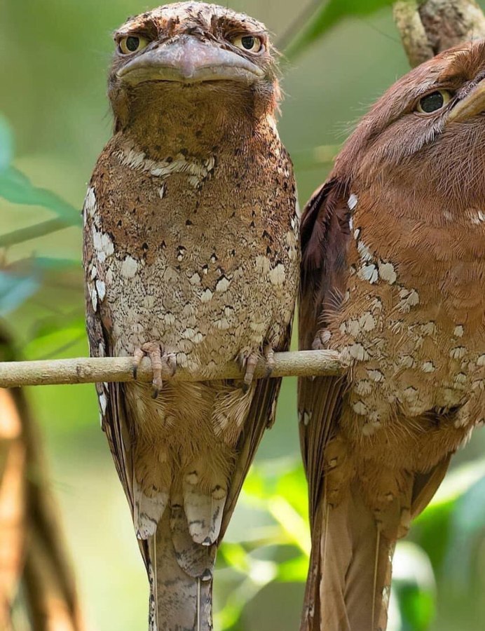 Козодой лягушкорот