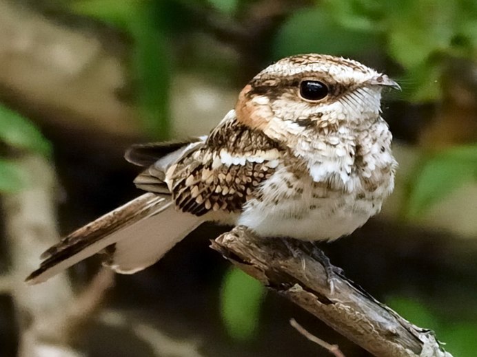 Исполинский Лесной козодой