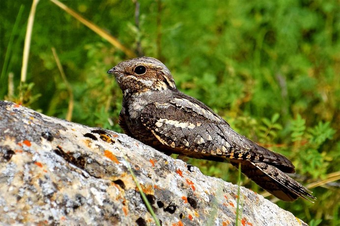 Дымчатый лягушкорот