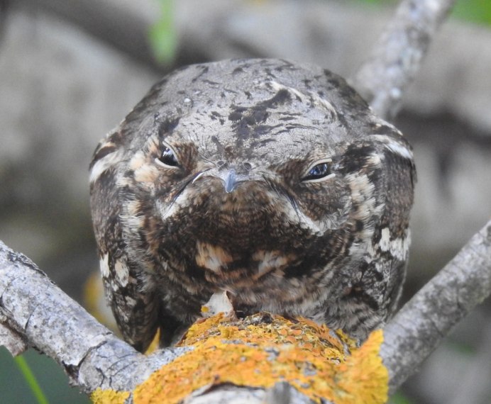 Серый Лесной козодой