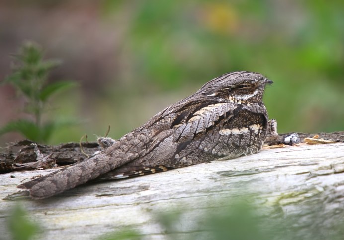 Семейство настоящие козодои (Caprimulgidae)