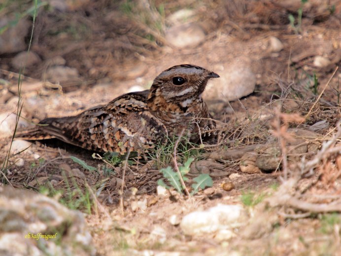 Гуахаро птица