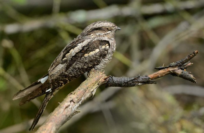 Козодой обыкновенный птица