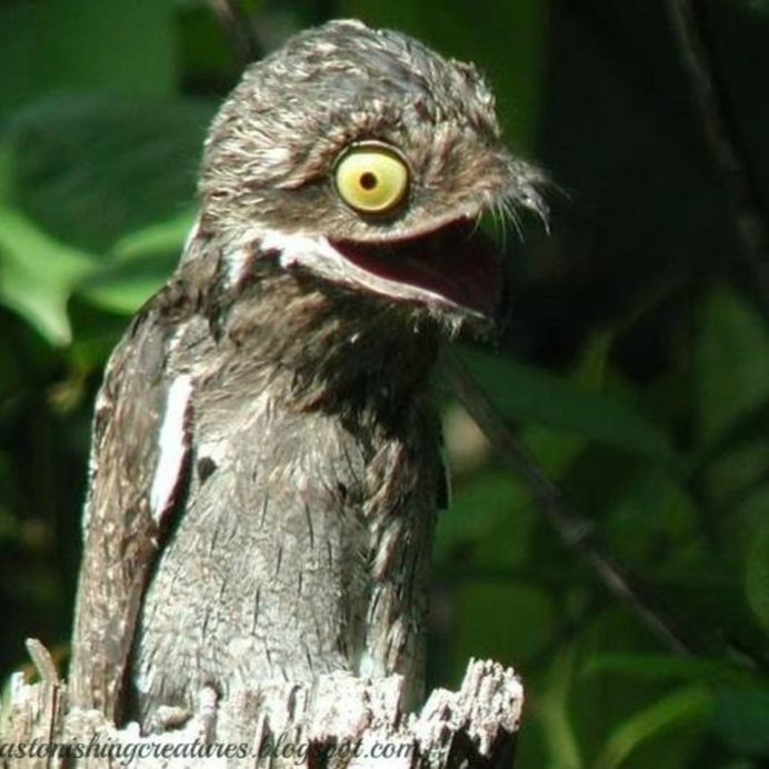 Исполинский Лесной козодой