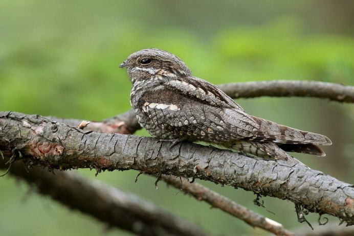 Козодой лягушкорот