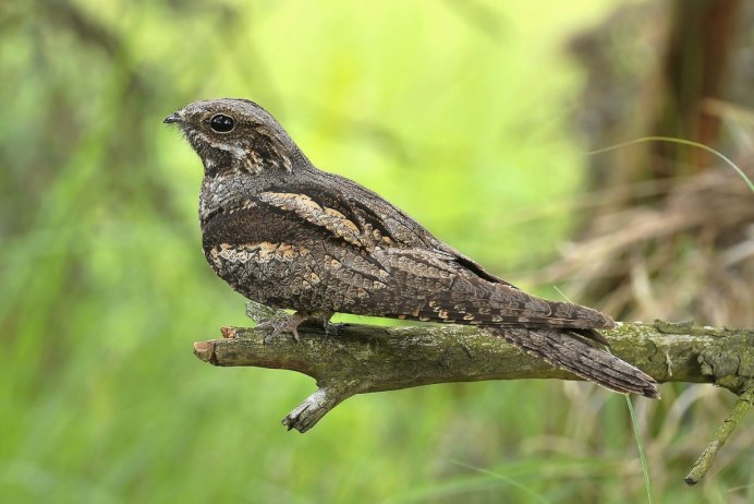 Козодой птица