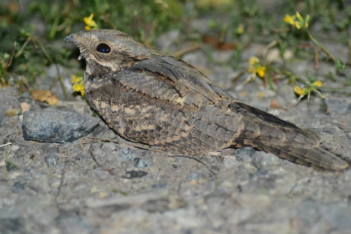 Козодой обыкновенный