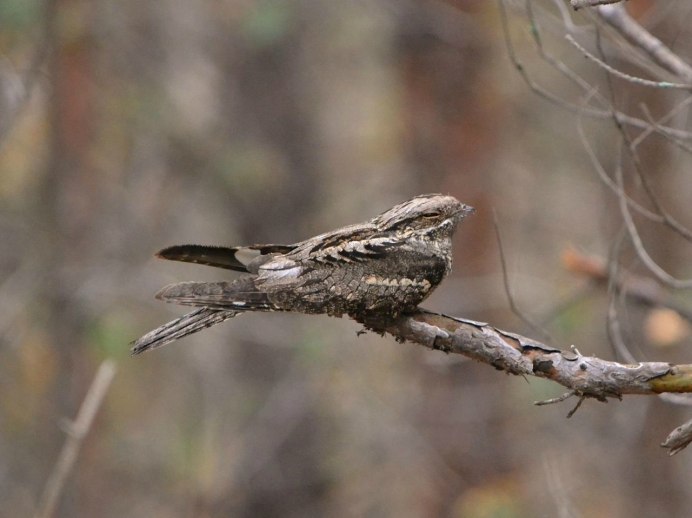 Козодой сетконос